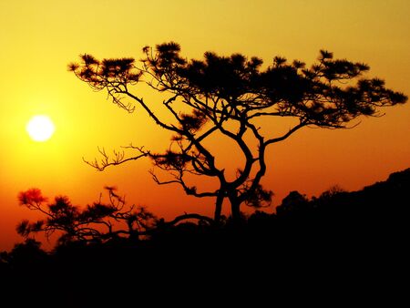 Sun and Tree                                の写真素材