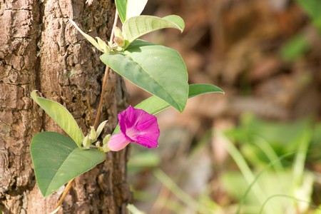 Flower & Trunk1の写真素材