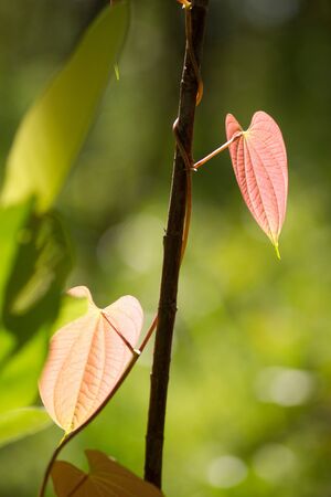 Leaf & Light 2の写真素材
