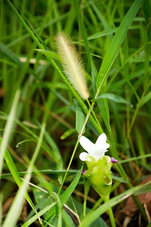 Flower & Grassの写真素材