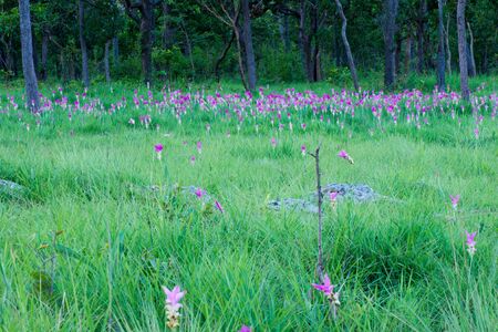 Flower meadow2の写真素材