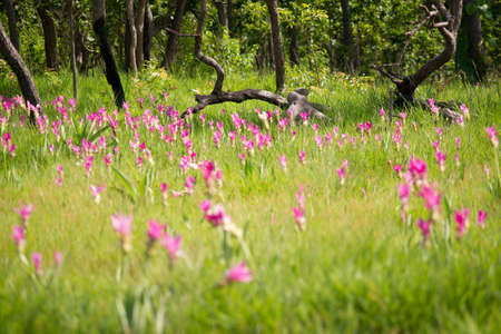 The nature of thailandの写真素材