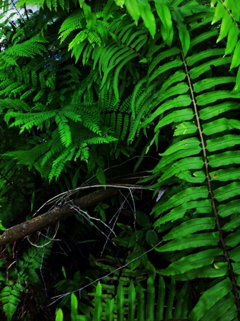 Fernsの素材
