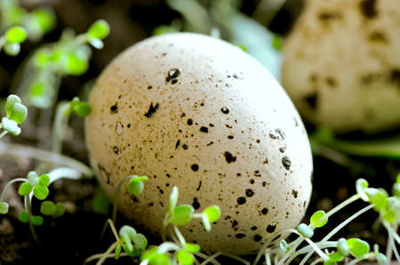 Egg hidden in young spring garden sprouts. Selective focusの写真素材
