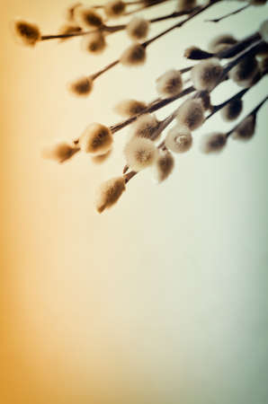 Pussy-willow stylized spring background