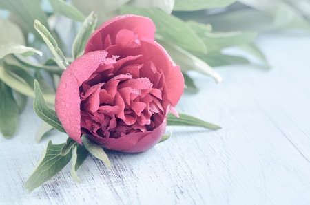 Wet deep pink peony bud on a rustic wooden background, retro stylized imageの写真素材