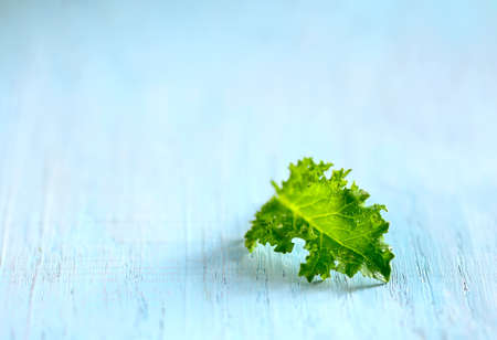Freshly picked organic wet baby leaf of kale cabbage on a light blue background, selective focusの写真素材