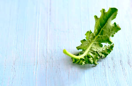 Freshly picked organic wet baby leaf of kale cabbage on a light blue backgroundの写真素材