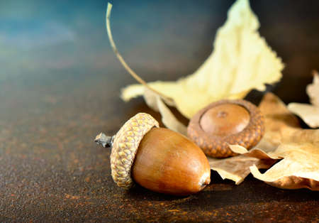 Fall leaves and acorns in autumn sun ray, stylized photo