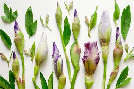 Floral background, iris buds, view from above
