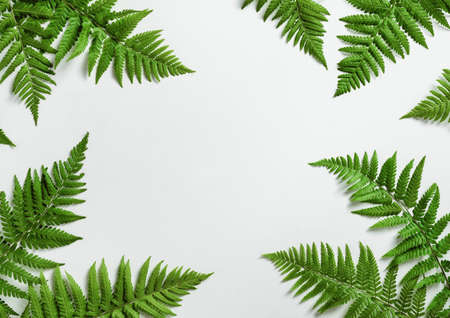 Fern botanical background, view from above, flat layの写真素材