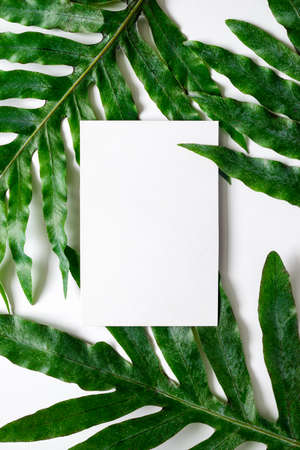 Tropical botanical background with a space for a text, view from aboveの写真素材