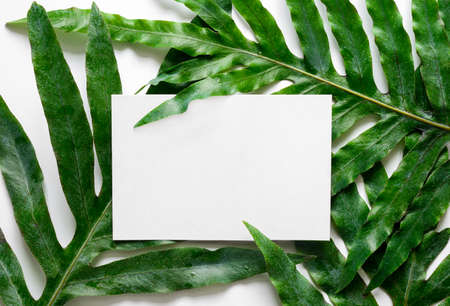 Tropical botanical background with a space for a text, view from aboveの写真素材