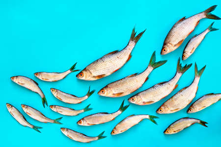 Raw fishes floating, flat lay composition, view from above, space for a textの写真素材