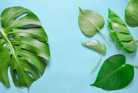 Monstera leaves flat lay background with a space for a text, overhead viewの写真素材