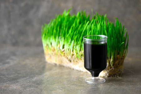 Wheatgrass drink shot, front view,  space for a textの写真素材