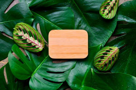 Monstera leaves tropical background with a space for a text, view from aboveの写真素材