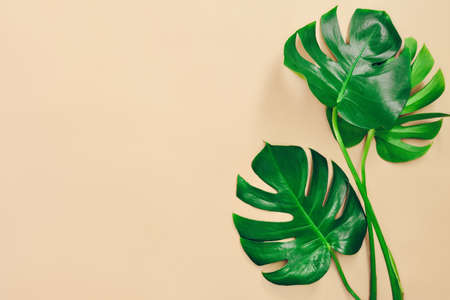 Monstera leaves summer minimal background with a space for a text, flat lay, view from aboveの写真素材