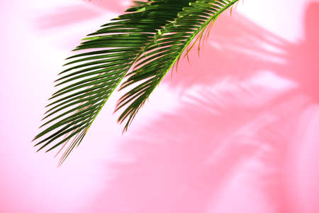 Summer tropical travel concept, the sun is shining brigtly on a bunch of palm leaves, palm leaves...