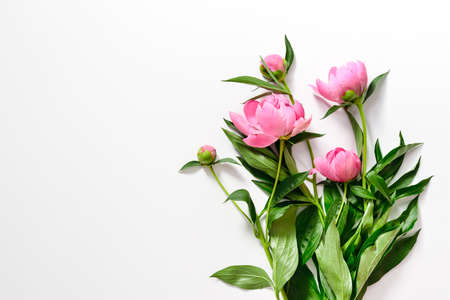 Pink peonies branch on white, flat lay, blank space for a textの写真素材