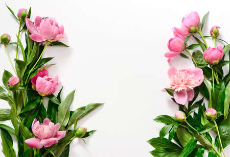 Pink peonies on white, flat lay composition with a space for a textの写真素材