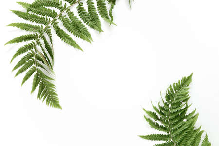 Fern leaves background with a space for a text, flat lay