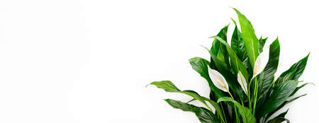 Floral spathiphyllum banner or background with a blank space for a textの写真素材
