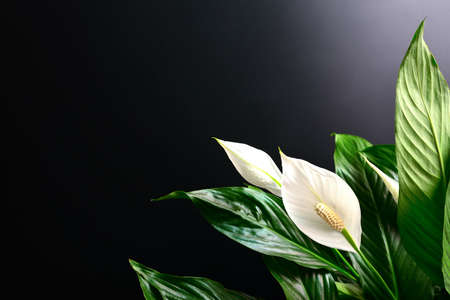 Dark floral spathiphyllum banner or background with a blank space for a textの写真素材