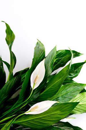 Floral spathiphyllum banner or background with a blank space for a textの写真素材
