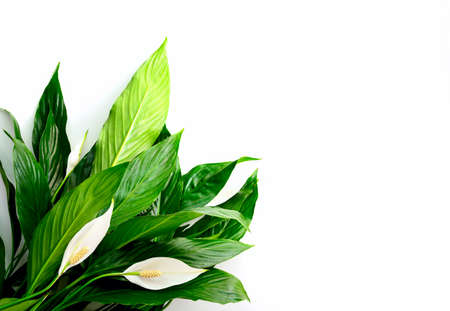 Floral spathiphyllum banner or background with a blank space for a textの写真素材