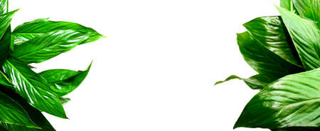 Greenery foliage background with blank space for a textの写真素材