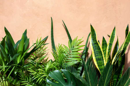 Urban jungle concept, summer background with a copy space above potted tropical plant leavesの写真素材