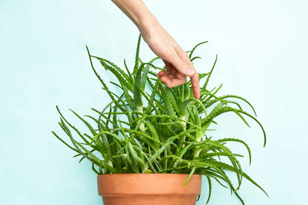 Painful sensual experience concept, front view of a male hand touching aloe thorn, front view imageの写真素材