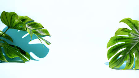 Summer background with blank space for a text or product; monstera leaves in bright sunlight,...