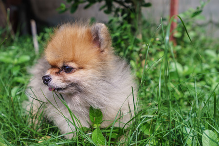 Dog Look left On the green grassの写真素材
