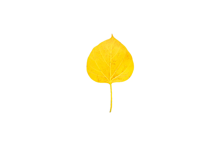 Heart-shaped leaves on white backgroundの写真素材