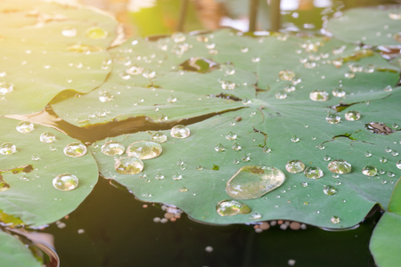 After rainy weather In a cistern on a lotus leaf. And sunlight come into effectの写真素材