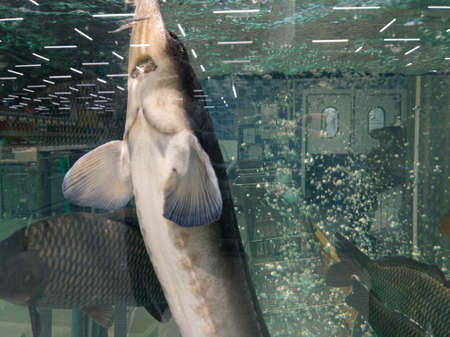 Sturgeonの写真素材