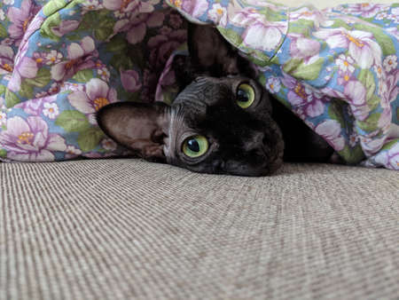 Black Cat under the coversの写真素材