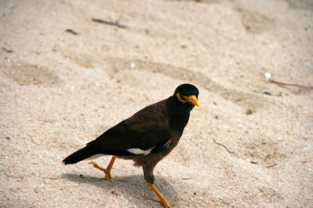 Exotic bird  on sandy beachの写真素材