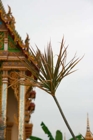plant with buddhist temple background samui island thailandの写真素材