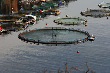 fish farm plant  nature and industry concepts