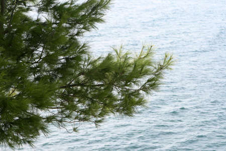 pine tree cones detail with copy space sea for backgroundの写真素材