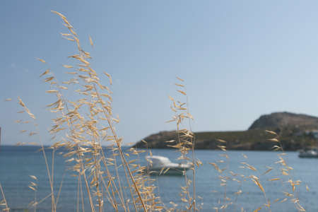 summer images dry plants closeup and defocus boat and sea backgroundの写真素材