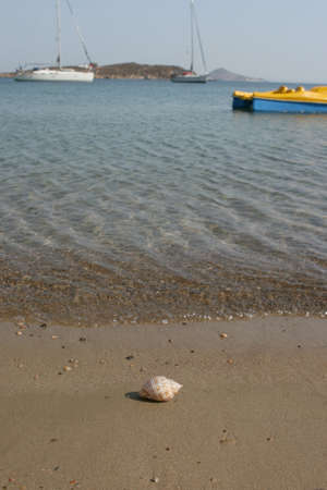 shell on seashore and background yachts and boats defocusの写真素材