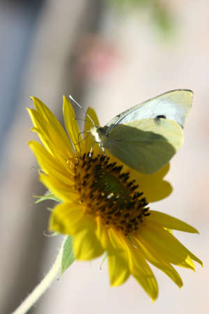 macro butterfly on sun flower defocus garden backgroundの写真素材