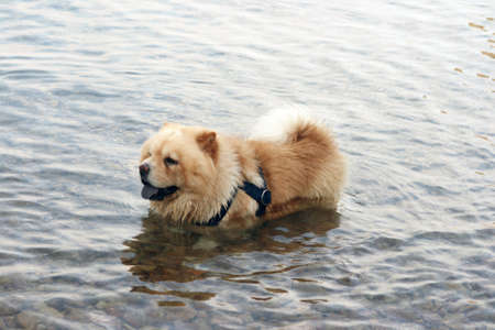 chow chow dog in sea cooling up from the heatの写真素材