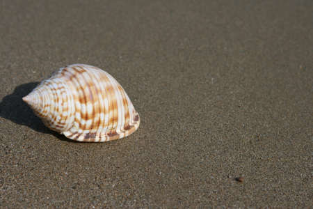 seashell closeup on wet beach sand with copyspaceの写真素材