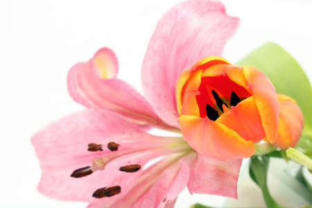 lily and tulip flowers closeup isolated on white backgroundの写真素材