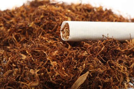 cigarette detail on tobacco crop backgroundの写真素材